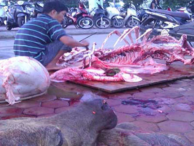 Trâu thối, lợn sề về Việt Nam thành bò ngoại giá chát