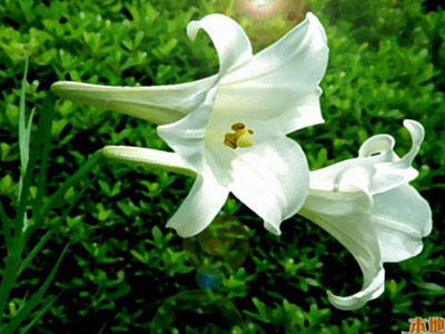 Chọn hoa tảo mộ không phạm cấm kị tâm linh