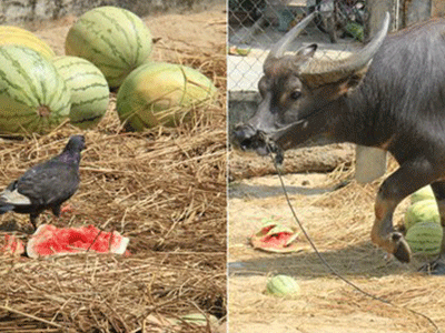 Dưa hấu bỏ chín thối ngoài ruộng: Chim chê, trâu ngán