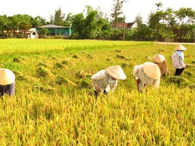 Chia cổ phần cho xã viên hơn 500.000 đồng/năm thì không đủ tiền nhậu