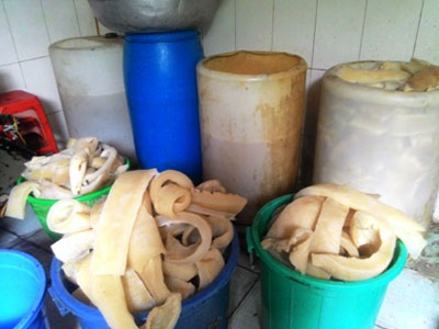 Rùng mình với cảnh bì lợn bẩn ngâm hóa chất ở Sài Gòn