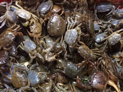 Mối nguy hiểm khi chế biến cua đồng sai cách
