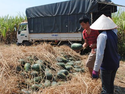 Xuất hiện "cò" o ép người trồng dưa hấu