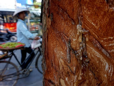 Đề nghị Công an Hà Nội vào cuộc vụ "đẽo vỏ cây xà cừ"