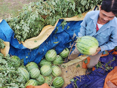 Dưa hấu Quảng Nam bị ép giá 1.000 đồng/kg tại ruộng?