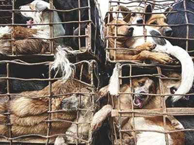 Chó vượt sông, vượt bộ từ Thái Lan tìm đường sang Việt Nam...