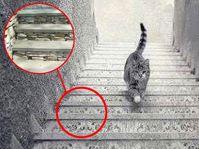 Lời giải cho bức ảnh "con mèo đi lên hay đi xuống" khiến dân tình tranh cãi