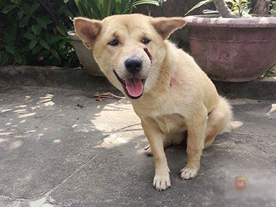 Chú chó ở Đà Nẵng 4 đêm 5 ngày chiến đấu với bọn "cẩu tặc" để trở về nhà