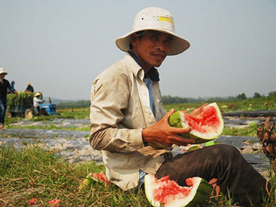 Dân Quảng Ngãi bần thần nhìn dưa thối hỏng, rớt giá