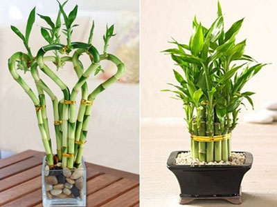 Bí quyết trồng Trúc Phú Quý đem lại tài lộc cho gia đình