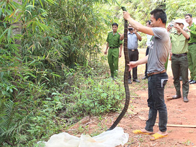 Hổ mang chúa dài 3 mét cắn chết phạm nhân