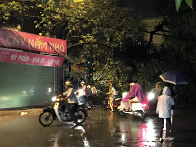 Xà cừ đổ trên phố Hà Nội, một nữ sinh bị thương