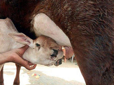 Kì lạ chú bê có tới…5 cái miệng trên đầu