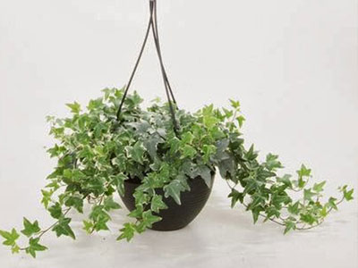 Mẹo phong thủy giúp tránh thị phi nơi công sở