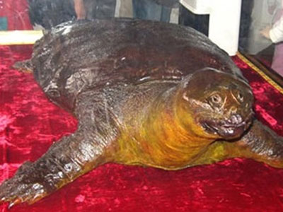 Tiết lộ thủ phạm sát hại cụ Rùa ở đền Ngọc Sơn
