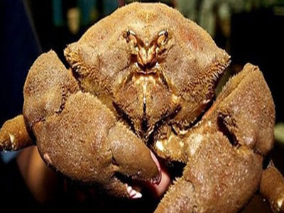 Ăn cua mặt quỷ, ba người nhập viện
