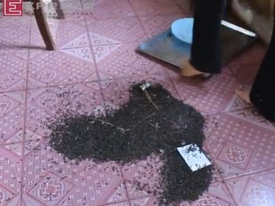 Clip: Ngôi nhà ở Đồng Nai bị bọ đậu đen bu kín