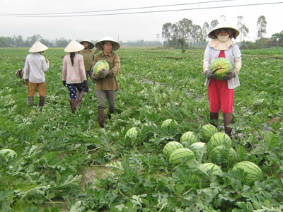 PCT Quảng Ngãi nói gì vụ Tỉnh đoàn bị nghi "ăn chặn" tiền dưa hấu