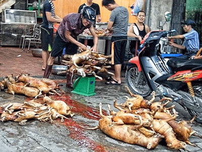 Chuyện đáng sợ ở làng thịt chó lớn nhất Thủ đô