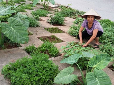 Người Hà Nội thuê đất trồng rau sạch