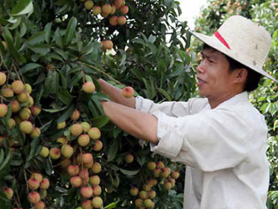 Vải thiều xuất khẩu ngóng doanh nghiệp thu mua