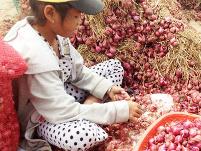 Thực hư hàng trăm người mù vì bóc hành tím