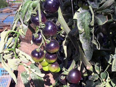 Cà chua đen 140 ngàn/kg, chờ cả năm mới được mua