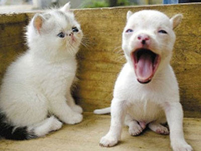 Lạ lùng mèo đẻ ra chó ở Trung Quốc
