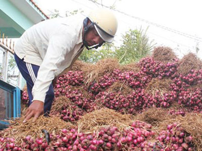50.000 tấn hành tím tồn đọng được bán gần hết
