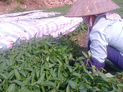 Ảnh bìa bài viết 297549