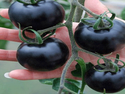 Vì sao cà chua đen giá tới 140 nghìn/kg mà xếp hàng không mua nổi?