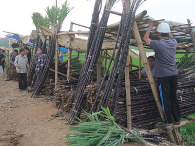 Sau dưa, hành đến lượt mía... đắng