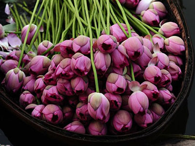 Hà Nội rực rỡ mùa hoa sen