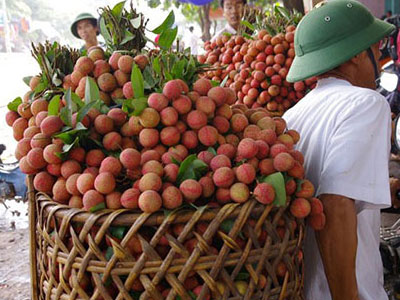 Lo cho vị ngọt của trái vải thiều