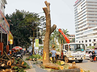 Công bố hàng loạt vi phạm trong vụ chặt cây xanh Hà Nội