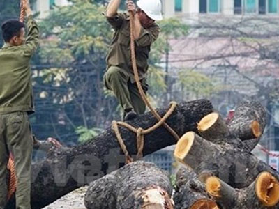 Hà Nội chỉ đạo xử lý kỷ luật sau thanh tra về cây xanh