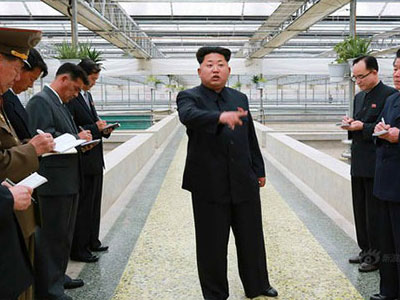 Kim Jong-un nổi giận vì trang trại rùa không nuôi được tôm hùm