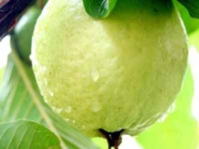 Vì sao mỗi ngày ăn một quả ổi, bệnh tật sẽ không còn "hỏi thăm"?