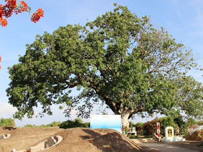 Xoài hơn 300 tuổi ở miền Tây được công nhận cây di sản