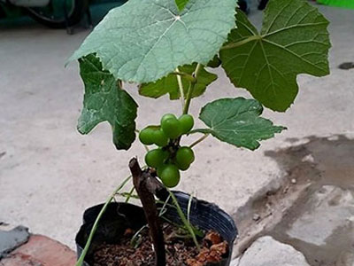 Người Hà Nội mua giống nho Pháp để lấy bóng râm