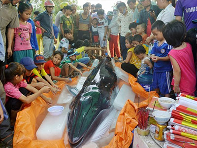 Vì sao "cá động đất" liên tục dạt vào bờ biển?