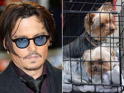 Johnny Depp có thể ngồi tù vì chó cưng