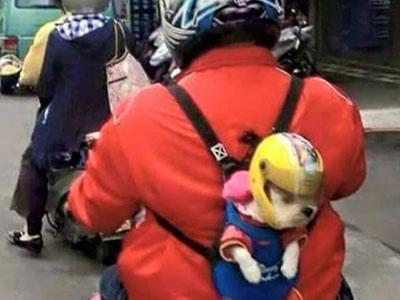 Giới trẻ rộ mốt địu thú cưng đi dạo