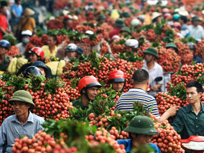 Lô vải thiều đầu tiên xuất khẩu sang Mỹ