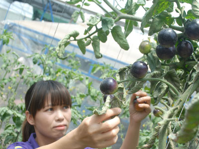 Cơn sốt cà chua đen ở Đà Lạt