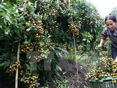 Sau vải thiều, nhãn lồng Hưng Yên sắp "xuất ngoại" sang Mỹ