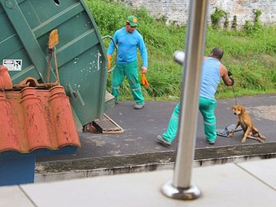 Công nhân vệ sinh bị sa thải vì ném chó còn sống vào xe ép rác