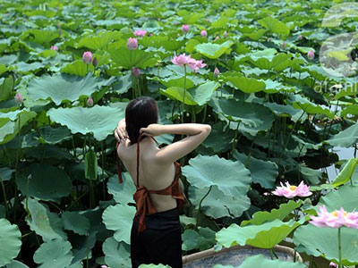 Nắng nóng, hồ sen vẫn đông nghịt "áo yếm lưng trần"