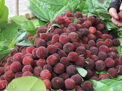 Thanh mai Trung Quốc “mê hoặc” dân Hà thành