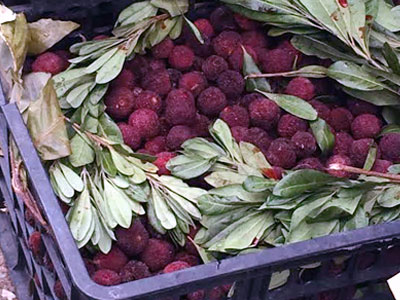 Hà Thành hớ nặng: Thanh mai Trung Quốc 8 ngàn bán 200 ngàn/kg